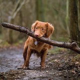 dog with stick in mouth